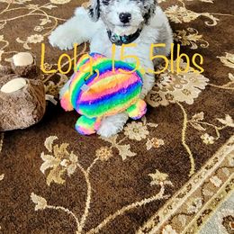 Bernedoodle and Goldendoodle All Grown Up from A.N.A. Doodles