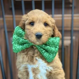 Miss Brown - Caramel female Australian Labradoodle puppy in Wake Forest, North Carolina from Lucky Country Labradoodles