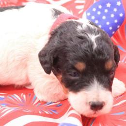Red - Tri-color female Bernedoodle puppy in Lexington Park, Maryland from SUNNY SIDE DOODLES