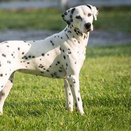 Ochai - Dalmatian
