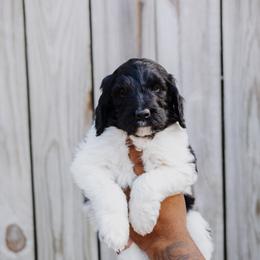 Bernedoodle Puppies from Crown Stephens Family Doodles