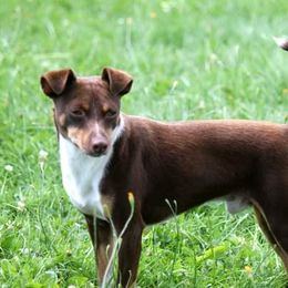 Choco - Rat Terrier