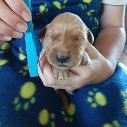 Light Blue - Dark golden male Golden Retriever puppy in Lanesboro, Minnesota from Eagle Ridge Golden Retrievers