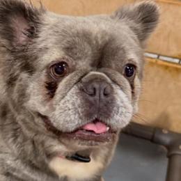 Jelly Bean - French Bulldog