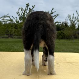 Silken Windhound Puppies from Luminous Silken Windhounds