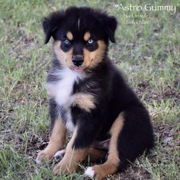 Astro Gummy - Black tri male Miniature Australian Shepherd puppy in Evant, Texas from Lazy VT Bar Ranch