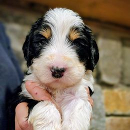 Maiden - Phantom female Goldendoodle puppy in Pollock Pines, California from Ten Acre Wood Doodles