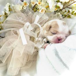 Girl 1 - Lemon and white female Japanese Chin puppy in Davisville, Missouri from Uniquely Yours, Shelly’s Japanese Chins