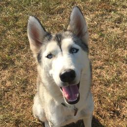 Cherokee - Siberian Husky
