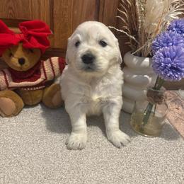 Alice - Light golden female Golden Retriever puppy in Grant County, Indiana from On The Sunny Side Pavey Farms