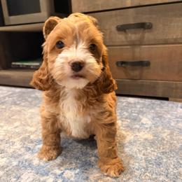 Kiwi (green collar) - Red and white female Cockapoo puppy in Atco, New Jersey from Flannery’s lucky puppies 🍀