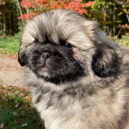 Pekingese Puppies from Triple I Pekes