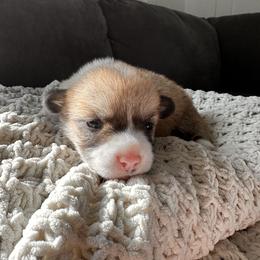 Summer - Red female Pembroke Welsh Corgi puppy in Springfield, Missouri from Hansen Corgis