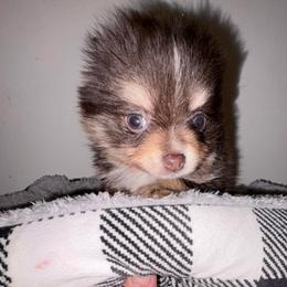 Nadia - Chocolate and tan female Pomeranian puppy in East Mountain, Texas from Fairchild Fancy Pomeranians and Coachella Pomeranians