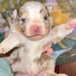 Miles - Red merle male Miniature Australian Shepherd puppy in Patterson, North Carolina from DreamLine Aussies