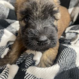 Orvil - Wheaten male Soft Coated Wheaten Terrier puppy in Nokomis, Illinois from Windhill Wheatens