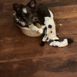 Toy Australian Shepherd Puppies from Desert Fox Aussies