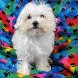 Maltipoo puppies from Star Light Pups