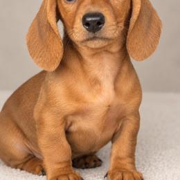 Female - Red female Dachshund puppy in El Campo, Texas from Creamer Creek Kennel