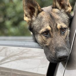 Diesel - German Shepherd