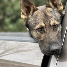 Diesel - German Shepherd