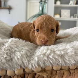 Flora - Apricot female Goldendoodle puppy in Brooksville, Florida from Abby’s Standard Goldendoodles