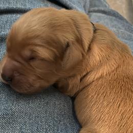 Boy 3 - male Golden Retriever puppy in Chico, California from Glenmac Goldens