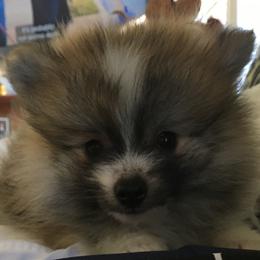Pomeranian Puppies from Jonna's Poms