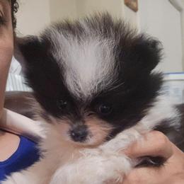 Domino - Black parti male Pomeranian puppy in Laredo, Texas from SASH Poms