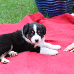 "Bell" - Black tri-color Australian Shepherd puppy in Noxon, Montana from MITIN Aussies AKC Standard Australian Shepherds