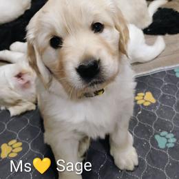 Yellow collar girl - Light golden female Golden Retriever puppy in Rochester, Washington from Grand Mound Goldens