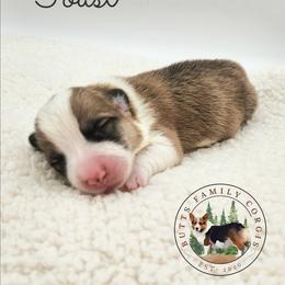 Toast - Red male Pembroke Welsh Corgi puppy in Cameron, North Carolina from Butts Family Corgis