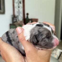 Girl 3 - female Bordoodle puppy in Shelton, Washington from Prophecy Kennels