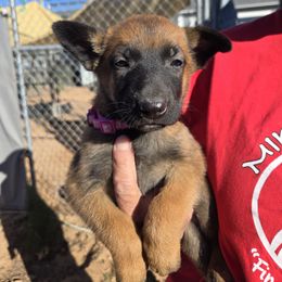 Elvira-Flat pink collar - Fawn female Belgian Malinois puppy in Fredonia, Arizona from Zion Malinois