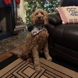 Millie - Goldendoodle