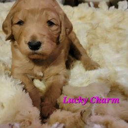 Goldendoodle Puppies from Kimber's Doodles