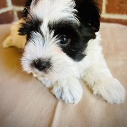 Miniature Schnauzer and Schnoodle Puppies from Behind the Beard Schnauzers
