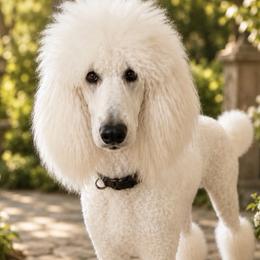 Liberty - Poodle