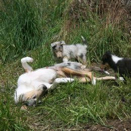 Collie Puppies from Arabella Collies