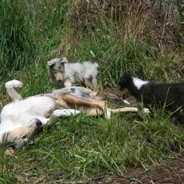Collie Puppies from Arabella Collies