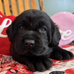 Girl 2 - Black female Labrador Retriever puppy in North East, Pennsylvania from Newara’s Dog House LLC