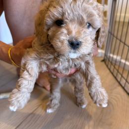 Pax - Cream male Cavapoo puppy in Sedona, Arizona from Sedona Ranch Microdoodles