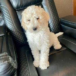 Rocket - Parti male Labradoodle puppy in Craig, Nebraska from Top Knot Companions Poodles and Labradoodles