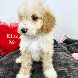 Basil - Red male Bernedoodle puppy in Granton, Wisconsin from Rose River Farms