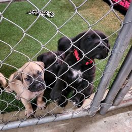 Black Russian Terrier and Cane Corso Puppies from Dem Stevens Egyptian Kennel