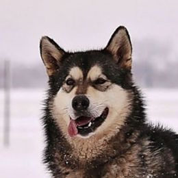 Jupiter - Alaskan Malamute