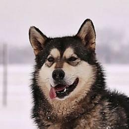 Jupiter - Alaskan Malamute