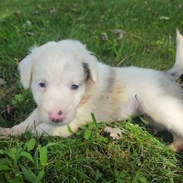 Cloe - Cream and white female Aussiedoodle puppy in Morganton, North Carolina from David Shields
