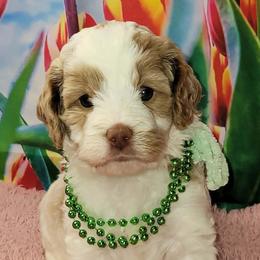 Scrabble - Red female Australian Labradoodle puppy in Beecher, Illinois from Erica’s Doodles