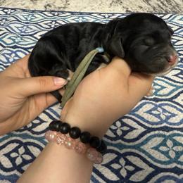 Sprinkles - Black and white female Sheepadoodle puppy in Chesapeake, Virginia from Doodle-Cove